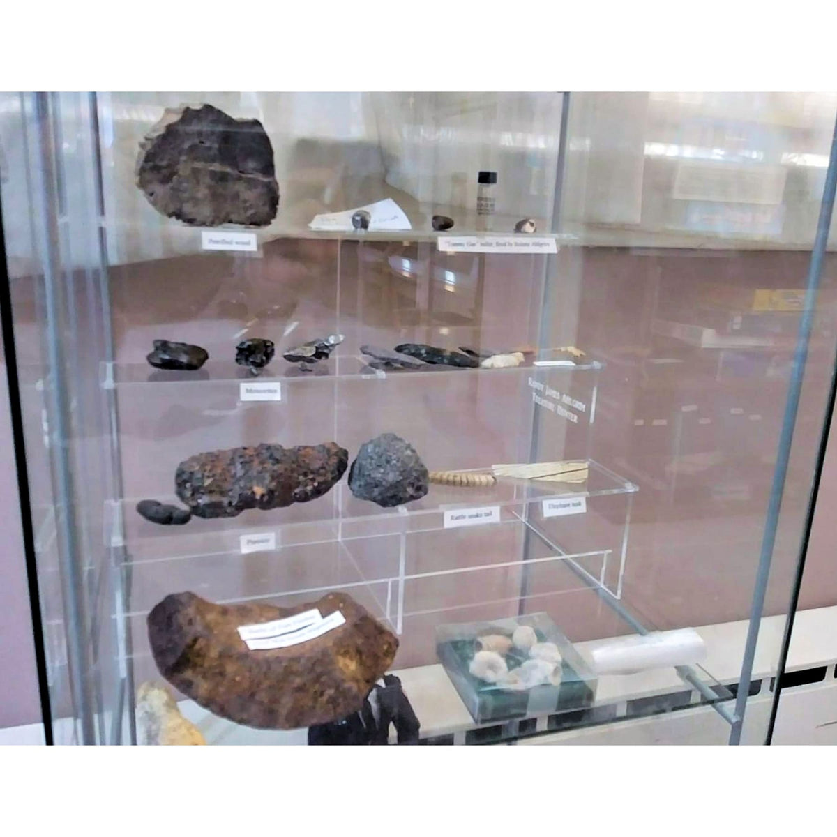 Acrylic Shelf Riser, Display Tier, Full size for Detolf, Ideal for Fossils, Collectibles, Memorabilia and more